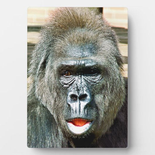 可愛おもしろいいゴリラ フォトプラーク (正面)