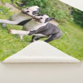可愛おもしろいいボストンテリア犬のパピー遊ズ – シェルパブランケット (3/4)
