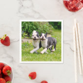 可愛おもしろいいボストンテリア犬のパピー遊ズ –  スタンダードカクテルナプキン (インサイチュ)