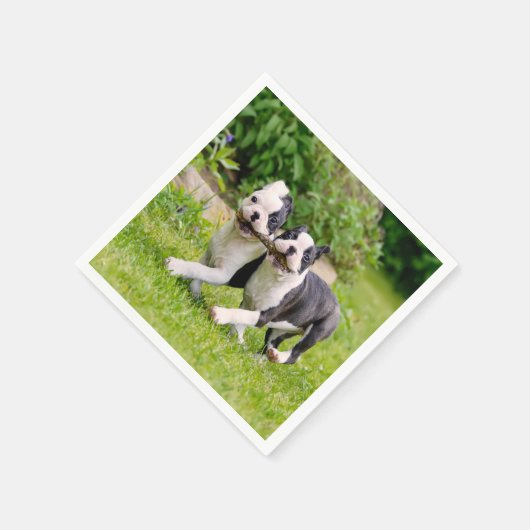 可愛おもしろいいボストンテリア犬のパピー遊ズ – スタンダードカクテルナプキン (角)