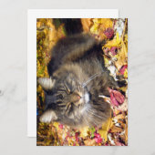 可愛おもしろいいメインクーンザハッピー (正面/裏面)