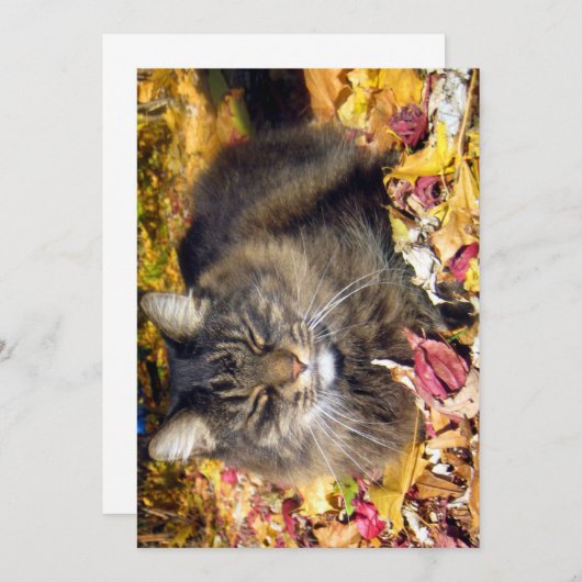 可愛おもしろいいメインクーンザハッピー (正面/裏面)