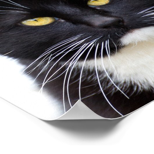 可愛おもしろいい不機嫌な黒猫 ポスター (角)