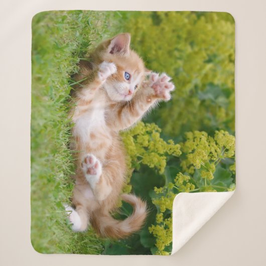 可愛おもしろいい猫が遊花園で子猫 シェルパブランケット (正面)