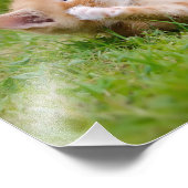 可愛おもしろいい猫が遊花園で子猫 フォトプリント            (角)