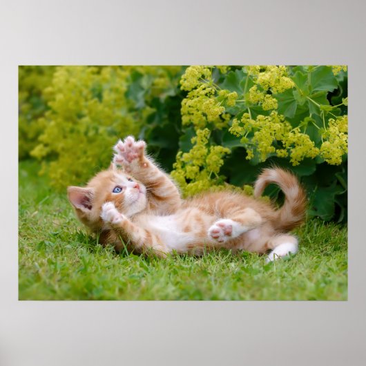 可愛おもしろいい猫が遊花園で子猫 ポスター (正面)