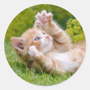 可愛おもしろいい猫が遊花園で子猫 ラウンドシール