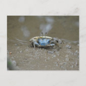 可愛おもしろいい青いフジガニの泥の上の写真 ポストカード (正面)