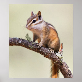 可愛くて丸っぽいチムンク ポスター