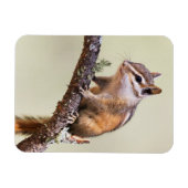 可愛くて丸っぽいチムンク マグネット (横)