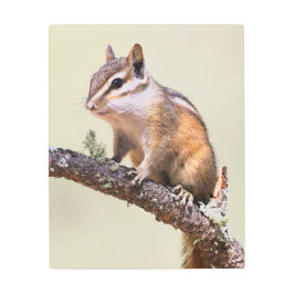 可愛くて丸っぽいチムンク メタルプリント