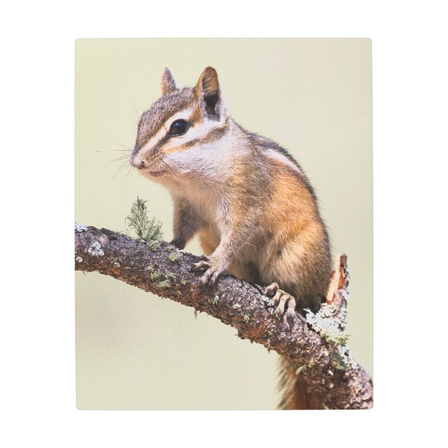 可愛くて丸っぽいチムンク メタルプリント (正面)