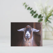 可愛くて可愛いヤギのはがき ポストカード (スタンド正面)