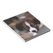 可愛すごいいオーストラリアの羊飼い子犬 ノートパッド (アングル)