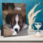 可愛すごいいオーストラリアの羊飼い子犬 フォトプラーク (側面)