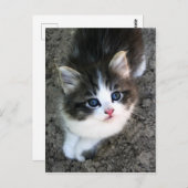 可愛すごいい子猫の写真 ポストカード (正面/裏面)