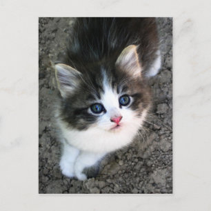 可愛すごいい子猫の写真 ポストカード