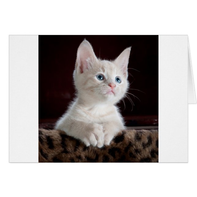 可愛すごいい白い子猫 (正面横)