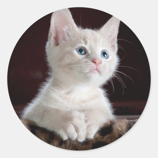 可愛すごいい白い子猫 ラウンドシール (正面)