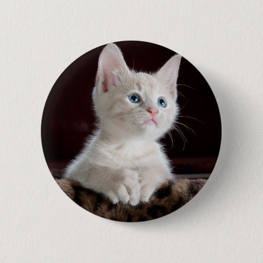 可愛すごいい白い子猫 缶バッジ (正面)