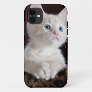 可愛すごいい白い子猫 iPhone 11 ケース