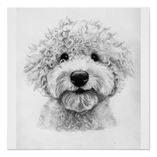 可愛らしいカーリー髪の犬のスケッチ、ラゴット ポスター (正面)