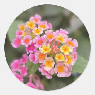 可愛らしいピンクとオレンジの花のステッカー ラウンドシール