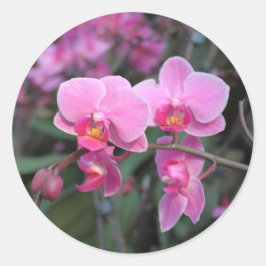 可愛らしいピンクの蘭の花 ラウンドシール