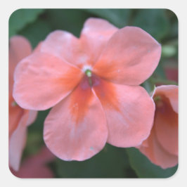可愛らしい一般的なピンクの庭の花。花の写真 スクエアシール