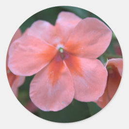 可愛らしい一般的なピンクの庭の花。花の写真 ラウンドシール