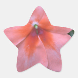 可愛らしい一般的なピンクの庭の花。花の写真 星シール