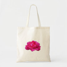 可愛らしい一輪のピンクのバラの花