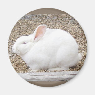 可愛らしい白いバニー マグネット