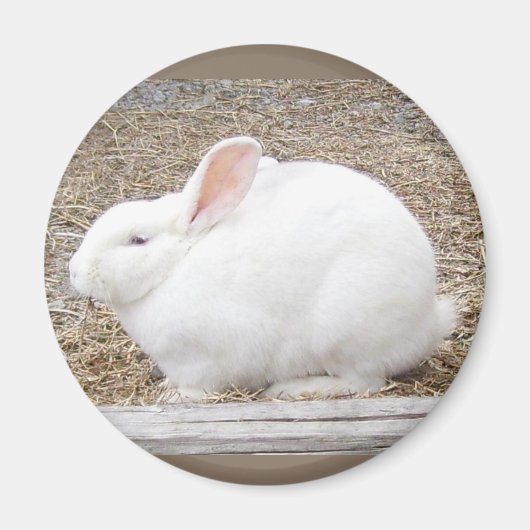 可愛らしい白いバニー マグネット (正面)