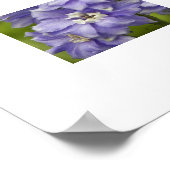 可愛らしい紫のデルフィニウムの花の写真 ポスター (角)