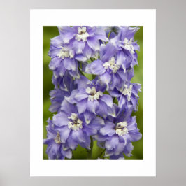 可愛らしい紫のデルフィニウムの花の写真 ポスター