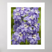 可愛らしい紫のデルフィニウムの花の写真 ポスター (正面)