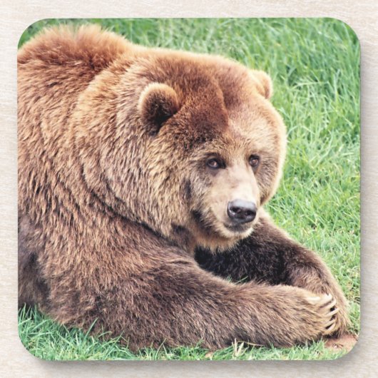 可愛らしい茶色のクマの写真 コースター (正面)