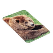 可愛らしい茶色のクマの写真 マグネット (右側)
