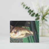 可愛らしい黄色い猫 ポストカード (スタンド正面)