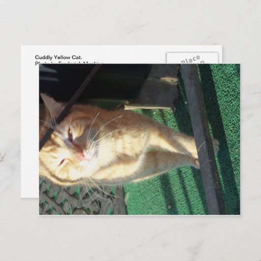 可愛らしい黄色い猫 ポストカード (正面/裏面)