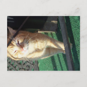可愛らしい黄色い猫 ポストカード