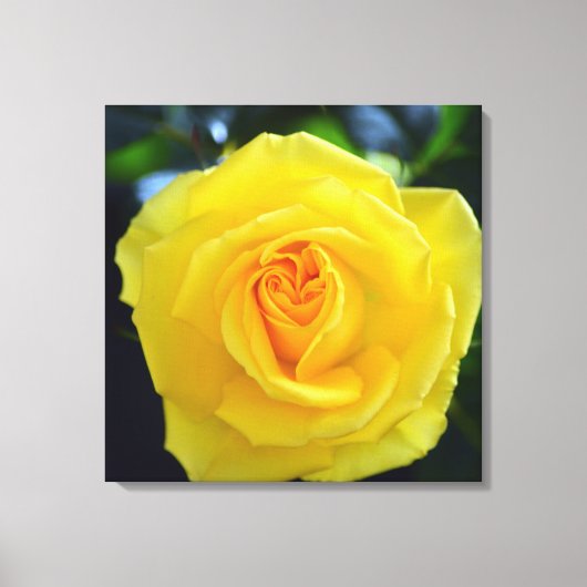 可愛らしい黄色のバラの花の写真 キャンバスプリント (正面)