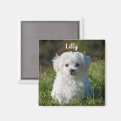 可愛パーソナライズされたいフワフワ白マルチーズ子犬 マグネット (正面/裏面)