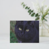 可愛ファンキーい黒猫キッテン黄色い目 ポストカード (スタンド正面)