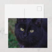 可愛ファンキーい黒猫キッテン黄色い目 ポストカード (正面/裏面)