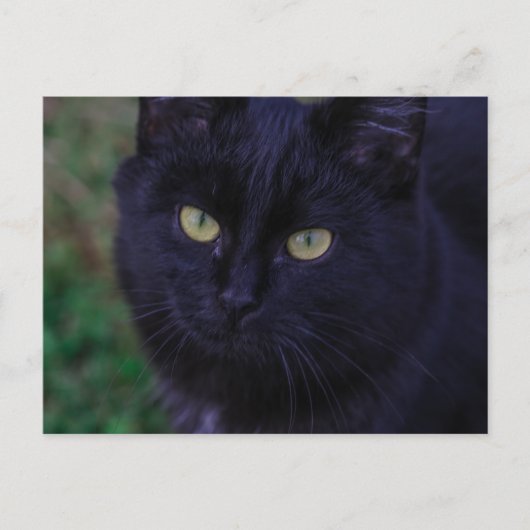 可愛ファンキーい黒猫キッテン黄色い目 ポストカード (正面)