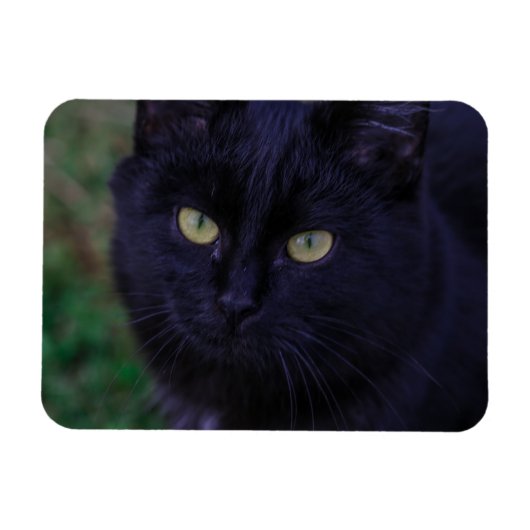 可愛ファンキーい黒猫キッテン黄色い目 マグネット (横)