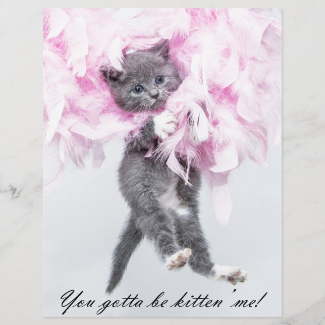 可愛ユーモアのあるいおもしろい猫 (正面)