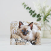 可愛恋しく思いシャム猫 ポストカード (スタンド正面)